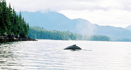 Clover Pass Whale Sighting