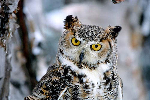 Great Horned Owl by Howard Buffett