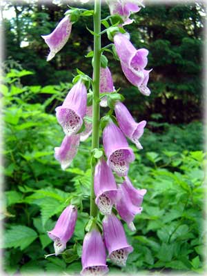 Foxglove by Dan Hart