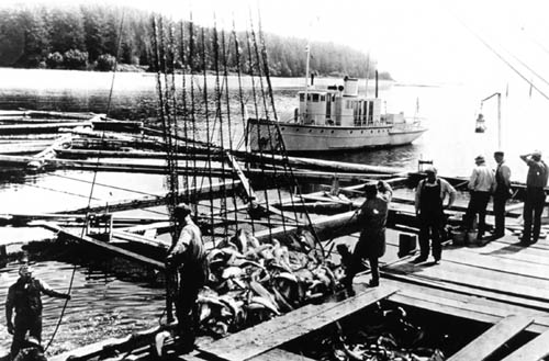 Brailing Salmon - Floating Fish Trap