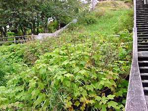 Patch of Salmon Berries