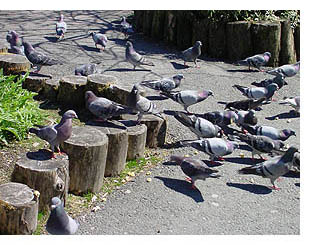 Pigeons