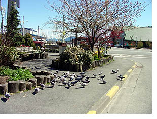 Ketchikan's Pigeons