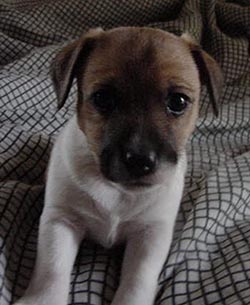 Pilcher Puppy