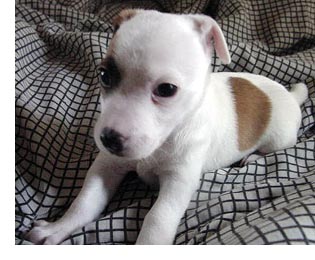 Puppy