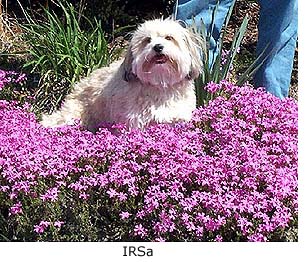 IRSa