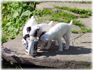 Summer Puppies by Gigi Pilcher...