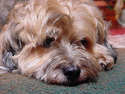 Ben Fur