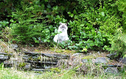 Cat In the Woods by Rick Grams