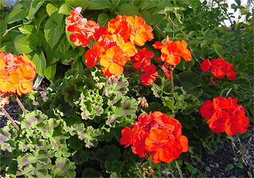 Fall Geraniums - Canada