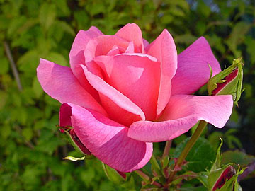 Fall Rose - Canada