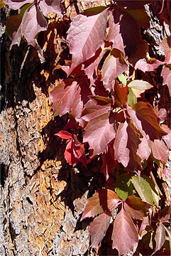 Fall Vines - Canada